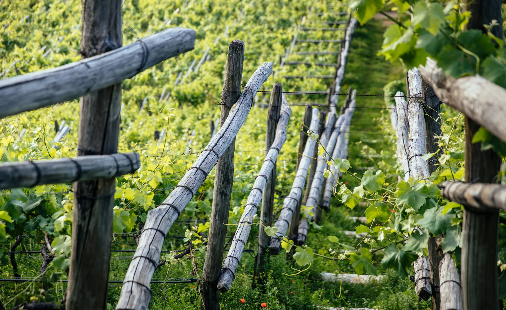 Südtiroler Pergola-Weinberg mit verwitterten Kastanienholzpfählen, grünen Rebstöcken und rotem Klatschmohn im Vordergrund