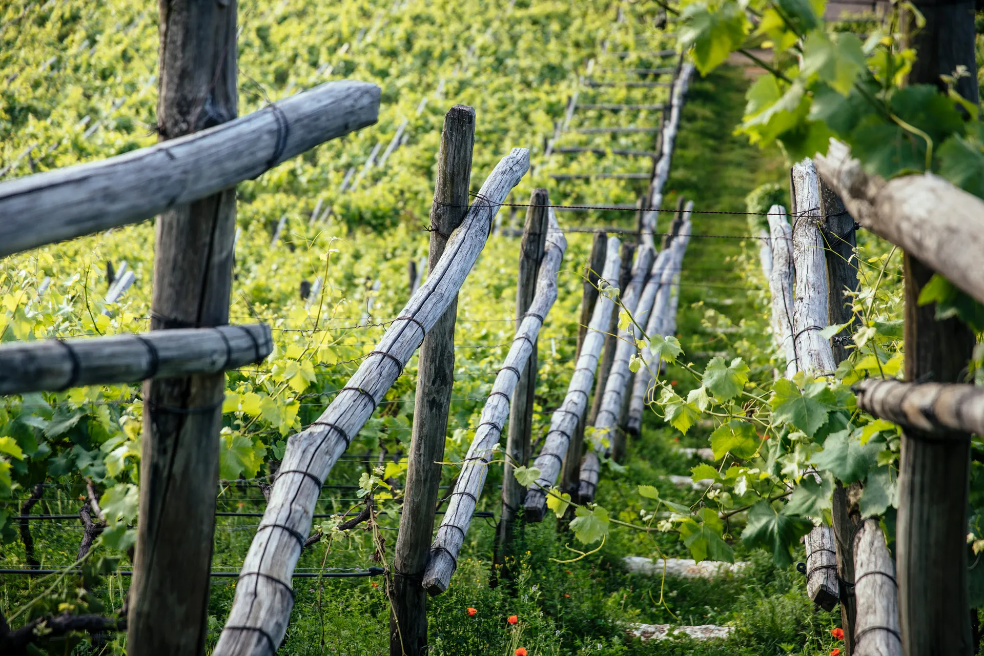 Südtiroler Pergola-Weinberg mit verwitterten Kastanienholzpfählen, grünen Rebstöcken und rotem Klatschmohn im Vordergrund