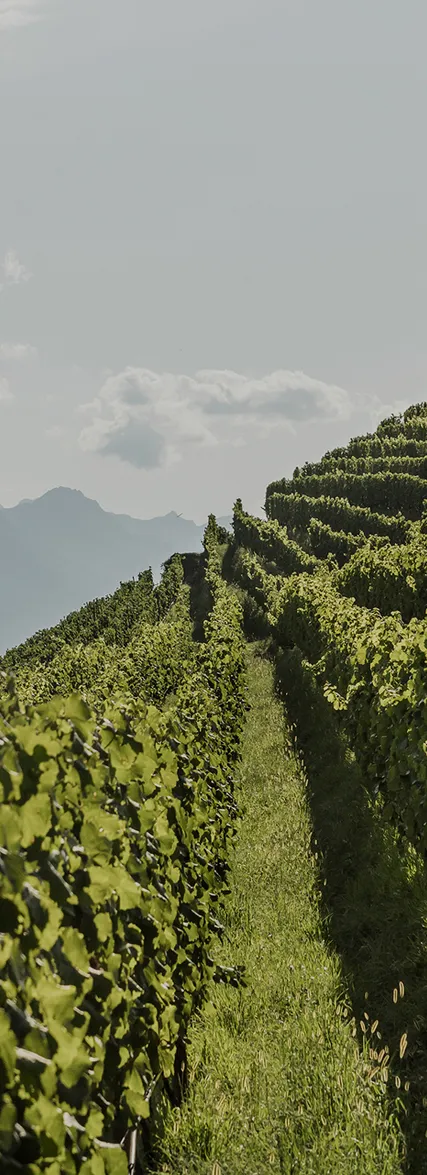 Grüne Weinberge an steilem Hang mit Alpenpanorama im Hintergrund, Rebzeilen der Arunda-Grundweine in Südtirol