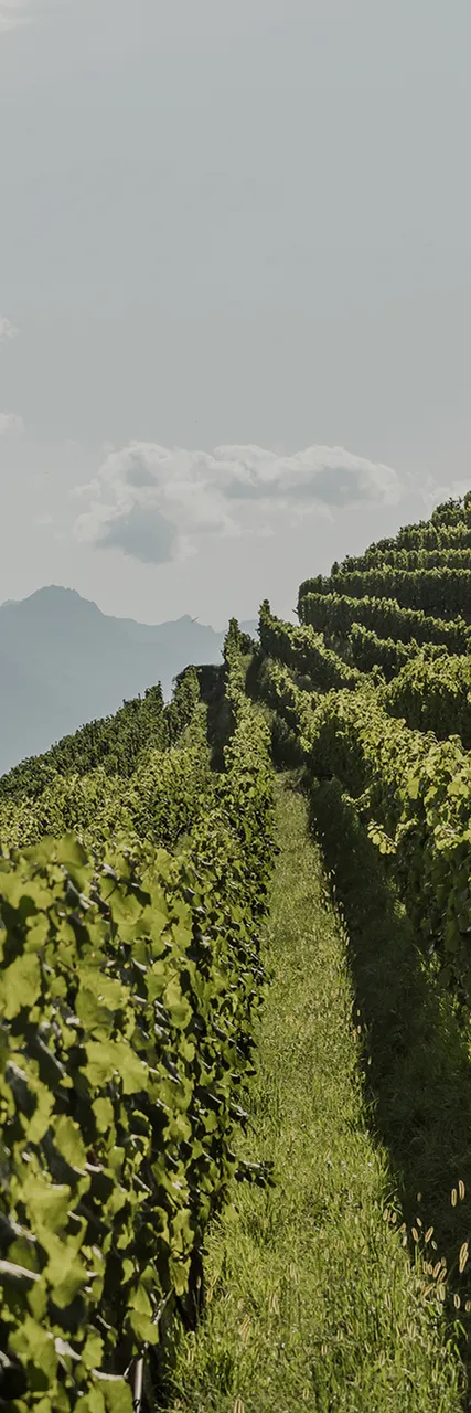 Grüne Weinberge an steilem Hang mit Alpenpanorama im Hintergrund, Rebzeilen der Arunda-Grundweine in Südtirol