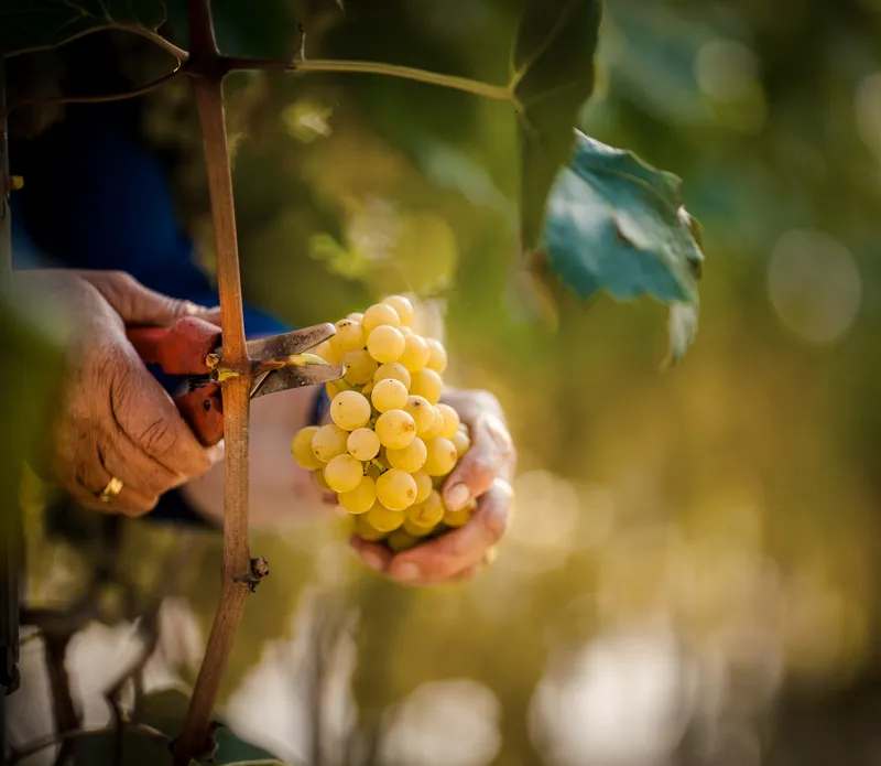 Hände mit Rebschere bei Handlese goldgelber Weintrauben für Arunda-Sektproduktion im Herbstlicht, Südtirol