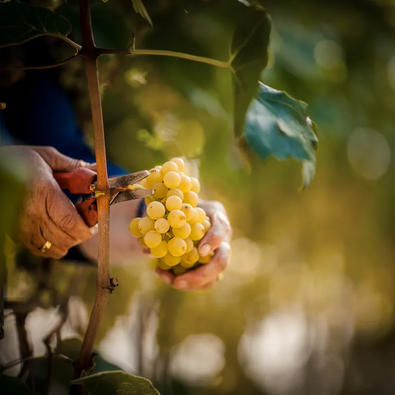 Hände mit Rebschere bei Handlese goldgelber Weintrauben für Arunda-Sektproduktion im Herbstlicht, Südtirol