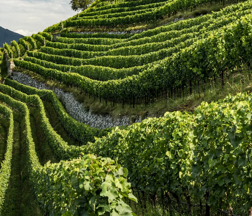 Spektakuläre Steillagenweinberge mit Naturstein-Trockenmauern und sattgrünen Rebstöcken in Terrassen, Südtirol