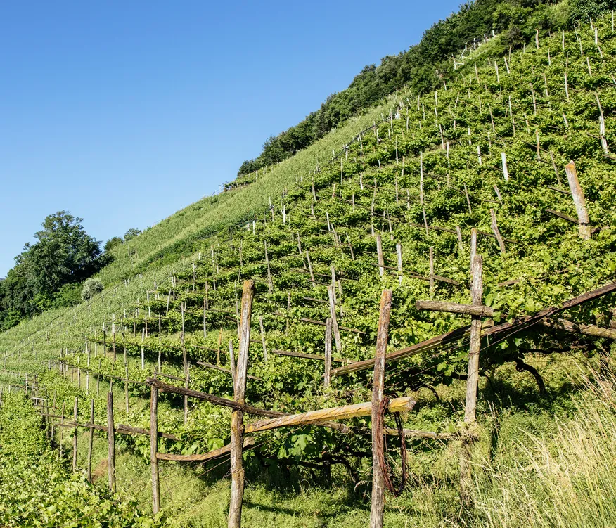 Steiler Weinberg in Pergola-Erziehung mit Holzpfählen und sattgrünen Rebstöcken unter blauem Sommerhimmel, Südtirol