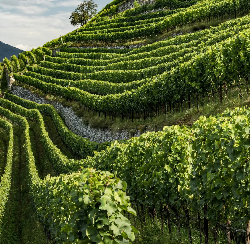 Spektakuläre Steillagenweinberge mit Naturstein-Trockenmauern und sattgrünen Rebstöcken in Terrassen, Südtirol