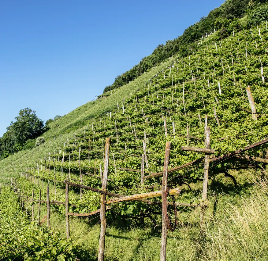 Steiler Weinberg in Pergola-Erziehung mit Holzpfählen und sattgrünen Rebstöcken unter blauem Sommerhimmel, Südtirol