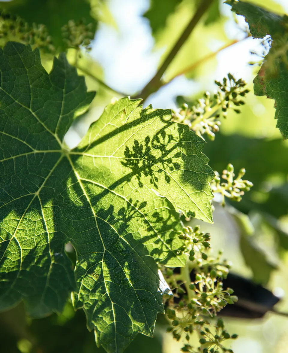 Hellgrünes Weinblatt mit Schattenwurf von Traubenblüten, Sonnenlicht durchscheint Blätter, Frühling im Weinberg Südtirol