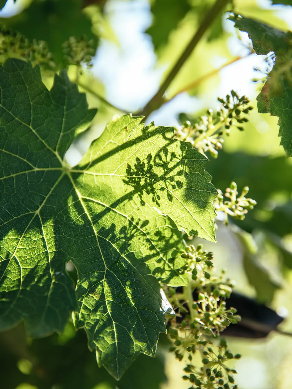 Hellgrünes Weinblatt mit Schattenwurf von Traubenblüten, Sonnenlicht durchscheint Blätter, Frühling im Weinberg Südtirol
